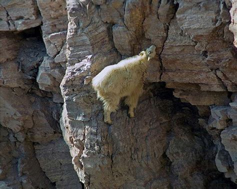 世界上最会攀爬的羊, 绝壁上行动自如, 山登绝顶羊为峰!