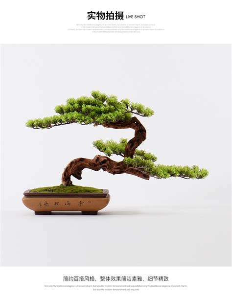 盆景迎客松图片