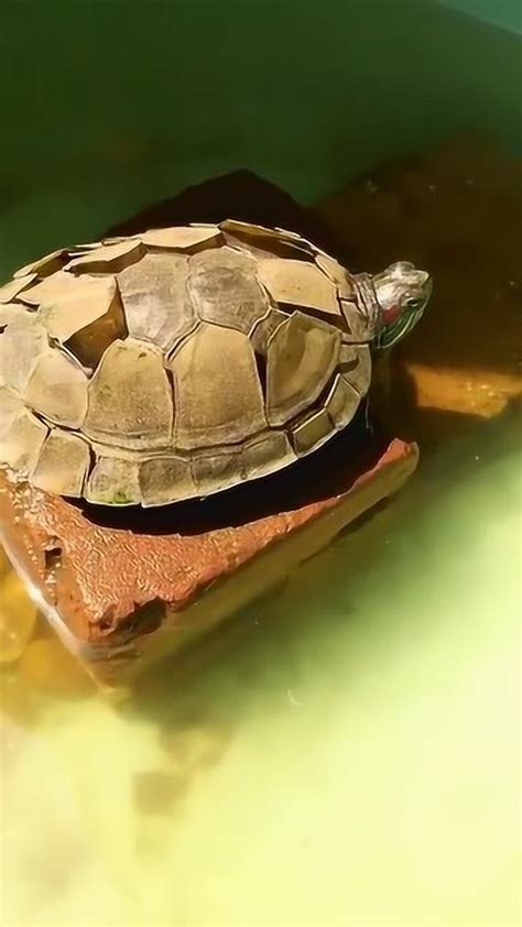 乐山捞出“怪乌龟” 嘴尖牙利背上长刺 - 市州 - 华西都市网新闻频道