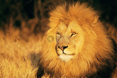 狮子高清图片下载-正版图片501478109-摄图网