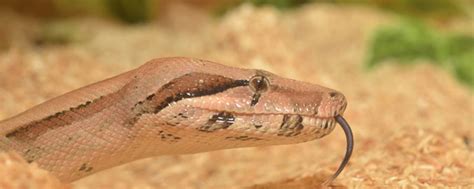 7张超大蟒蛇的实拍照片,图三很“罕见”,你能坚持看到第几张?