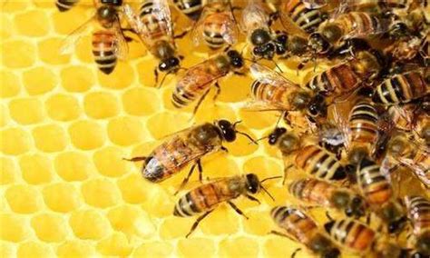 如何保护蜜蜂-百度经验