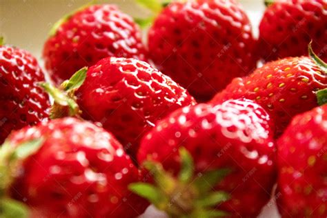 草莓采摘--砀山草莓采摘,砀山草莓基地,砀山草莓(采摘园,自采园,采摘基地)砀山草莓批发-砀山秋芝草莓农场