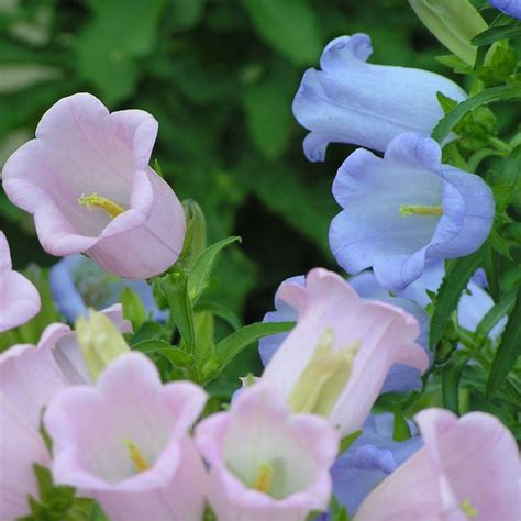 紫色风铃花花期多长-花卉百科-绿宝园林网