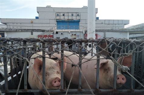 产品中心_湖南张家界高峰茂源种猪扩繁有限公司