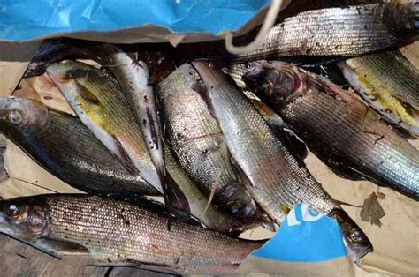 鱼缸里蓝色的鱼叫什么名字好听点蓝色鱼的种类 - 观赏鱼 - 广州观赏鱼批发市场
