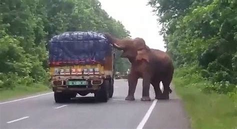 渣土车司机讲述围堵大象惊魂一幕：和它脸对脸足足10秒，既害怕又激动_象群