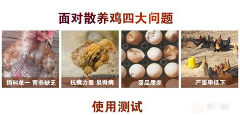 蛋鸡预混料的优势【杭州宝积生物科技】