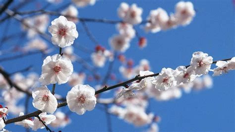 腊梅的花语和寓意（关于腊梅的花语意义和象征风水）-养花技巧-江苏长景园林