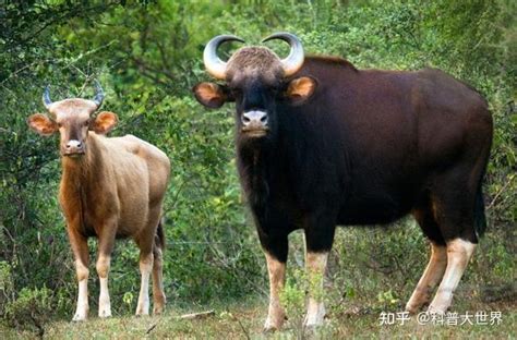 牛年说牛！说说世界上最大的牛！有的体重近两吨，比家庭轿车还重 - 知乎