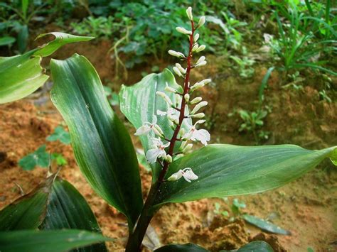 襄荷姜科姜属又名野姜、瓣姜、嘉草、芋渠图片