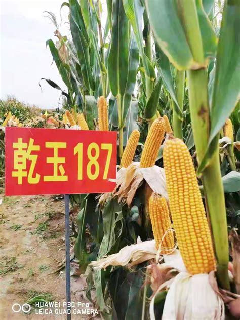 乾玉187（冀审玉20170016）-河北天和种业有限公司 玉米、小麦、棉花种子 种子研发 河北种子