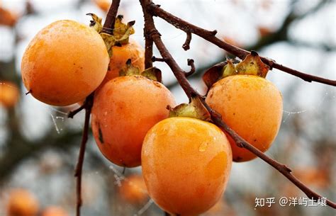 种植面积和产量全国第一！桂林这项“甜蜜的事业”发展正旺-桂林生活网新闻中心