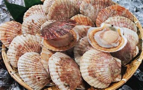 牡蛎和扇贝的区别-农百科