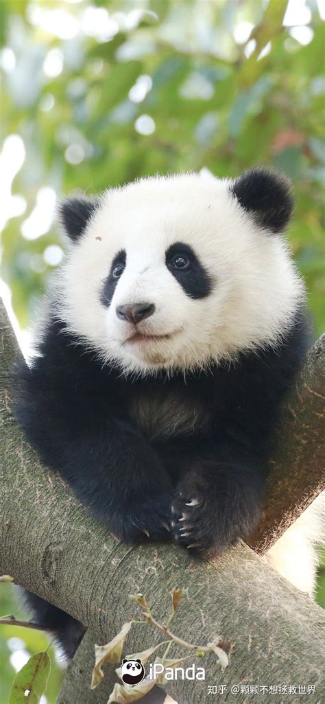 有没有很喜欢的熊猫图片壁纸？ - 知乎