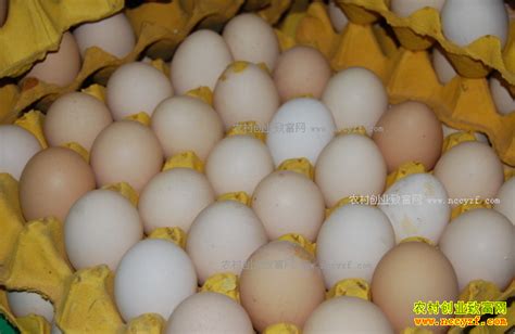 2017年鸡蛋价格走势：扬州蔬菜价格小幅攀升，鸡蛋价格同比下跌_鸡蛋价格_农村创业致富网-农村致富好项目