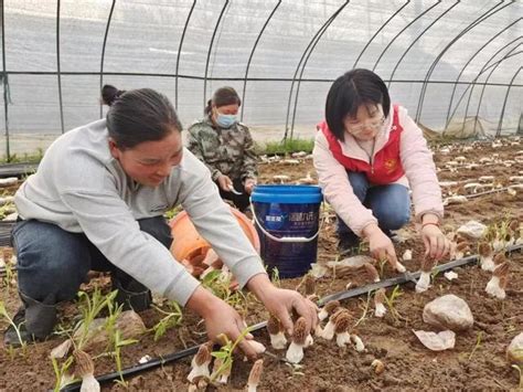 播报 | 安徽亳州古井镇：远教小阵地赋能乡村产业发展__财经头条