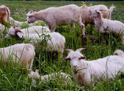 热烈庆祝：鲁西黑头羊品种通过农业部审定！羊族又添新成员！！！