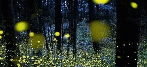 萤火虫为什么会发光 萤火虫能活多久 | 说明书网