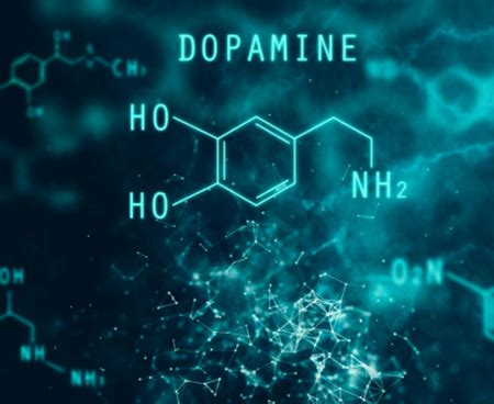 大脑局部多巴胺释放的机制|多巴胺|神经元|乙酰胆碱_新浪新闻