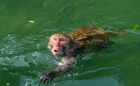 【水猴子图片】【图】展示水猴子图片 为你揭秘水猴子的几个特征(3)_伊秀创意|yxlady.com