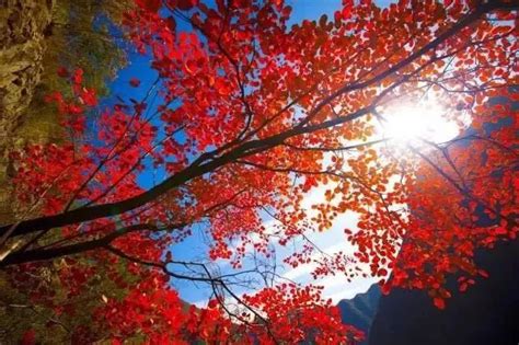 枫叶的诗句,秋天,枫树_大山谷图库