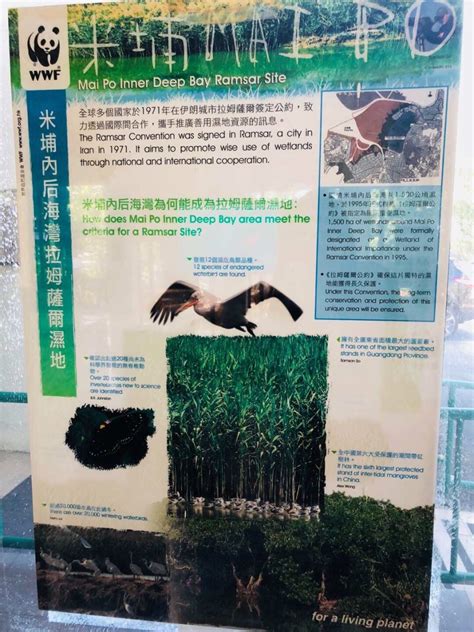 香港米埔 滨海湿地的保护样板 | 中国周刊