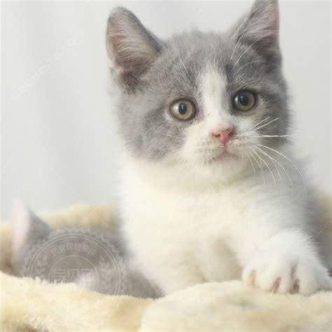 在英国买一只英短蓝猫幼崽大约多少钱? - 知乎
