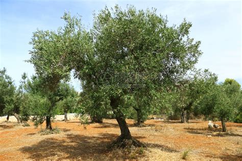 介绍一种千年古树：西班牙橄榄树，被称为地中海最古老的活化石