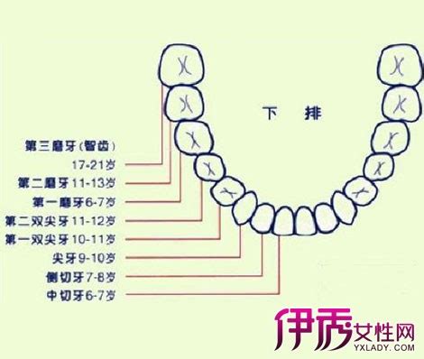 牙分布图名称,手掌名称分布图,牙的名称及图_大山谷图库