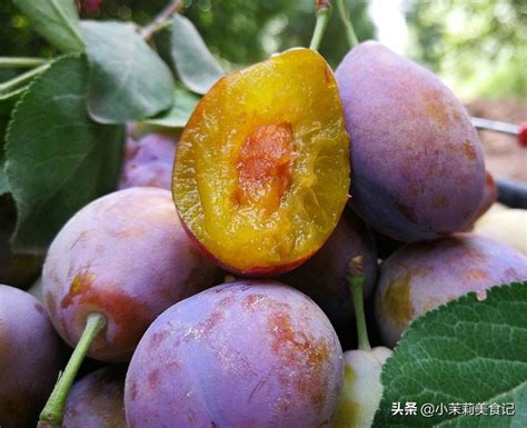 堆五颜六色的夏天果子杏子油桃子李子和红高清图片下载-正版图片503142106-摄图网