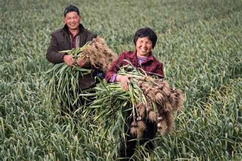 100亿扶贫助农，看好云南市场 拼多多今年将扶持起1万名“新农人”