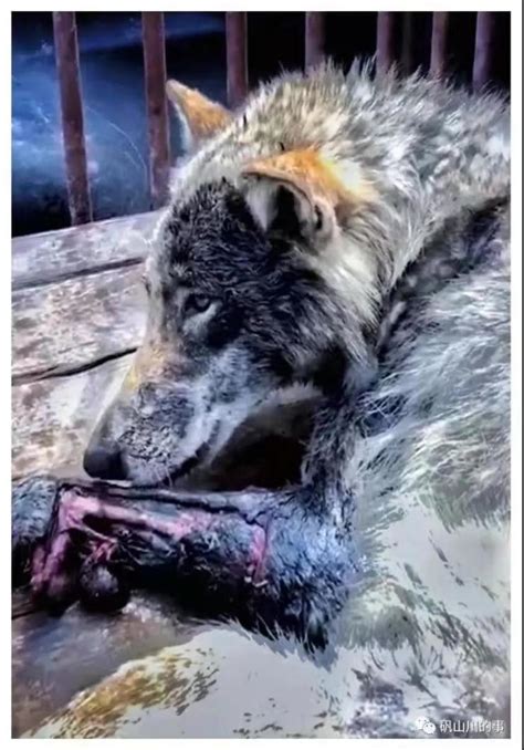 俄罗斯野狼泛滥成灾，袭击牧民咬死家畜，为何狼“越打越多”呢？_腾讯视频