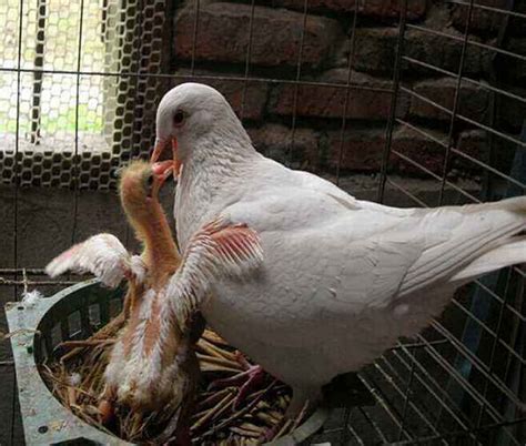 肉鸽养殖的饲喂管理：种鸽选择、繁育、雏鸽和成鸽饲养_养殖一点通