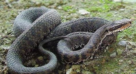 农村里十大最常见的蛇类排名-草花蛇上榜(翠青蛇很温柔)-排行榜123网
