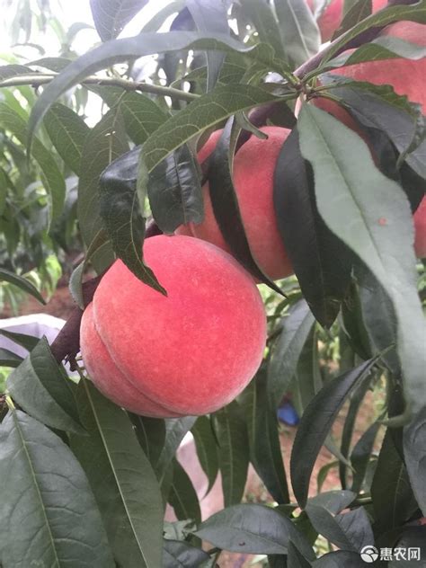 永莲蜜桃桃树苗 中晚熟桃树 适合河北种植的好品种桃树苗 高糖分-阿里巴巴