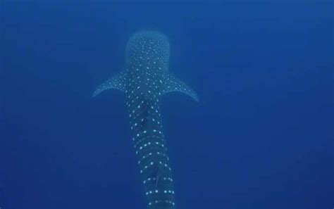 【图】鲸鲨与人类同游 摄影师拍摄震撼画面 第9页-ZOL高清频道