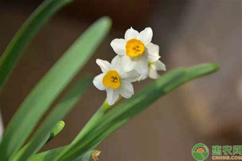 中国十大名花系列之花中之王——牡丹