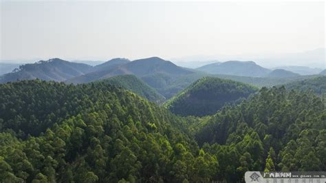 广西国有三门江林场：发展林下经济 为国储绿“材”生“财”-广西新闻网