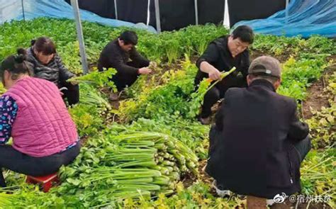 萧县：城阳村的扶贫芹菜上市了_宿州市农业农村局