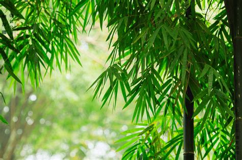 幽静竹林的图片,最美竹林图片,好看的竹林风景图片_大山谷图库