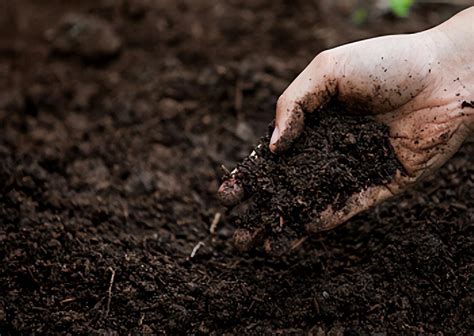 草炭土的正确使用方法（养花用的泥炭土，又叫草炭土，用来养花效果好） - 生活 - 布条百科