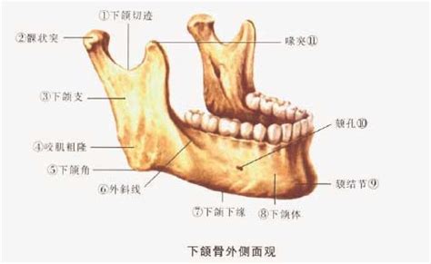 人体下颌骨解剖示意图-人体解剖图,_医学图库