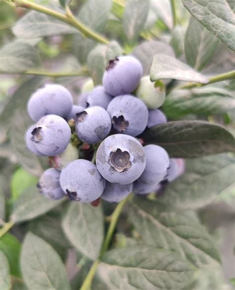蓝莓是什么植物？ - 蜜源植物 - 酷蜜蜂
