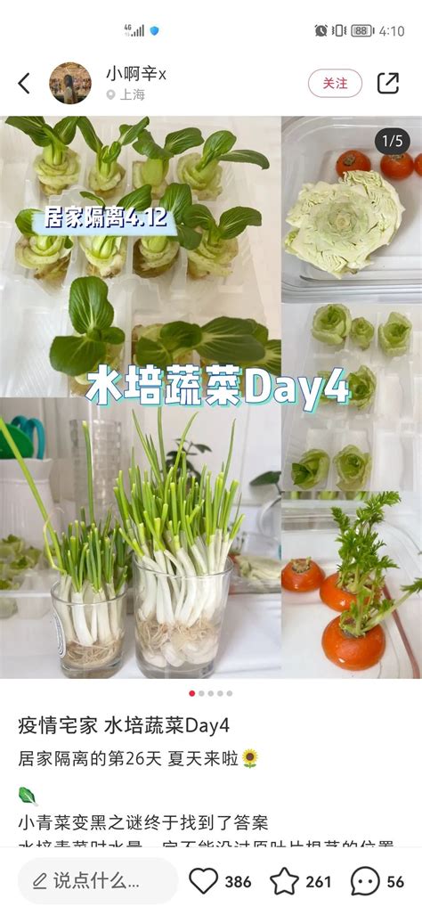 被封28天后，上海人选择了种菜自救！这几个种菜土办法学起来_凤凰网