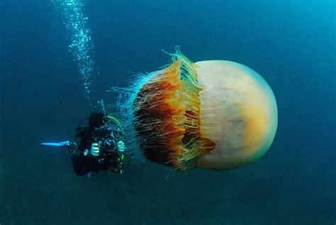 这张潜水员和巨型水母的照片是真实的吗？ - 知乎