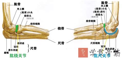 尺骨桡骨解剖图图片