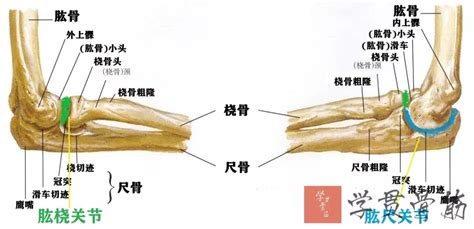 经典必备：前臂超详细解剖，高清图解版！ - 好医术早读文章 - 好医术-赋能医生守护生命