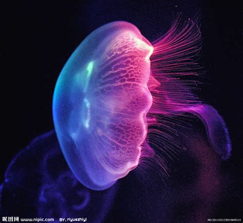 海底中美丽的水母高清图片下载-正版图片600942877-摄图网
