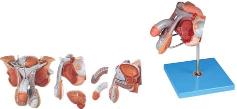 男性生殖器官结构模型A15102 - 人体解剖-生殖系统系列 - 上海佳悦科教设备发展有限公司
